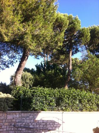 Il Pappamondo
