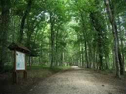 Riserva Naturale Foresta Umbra