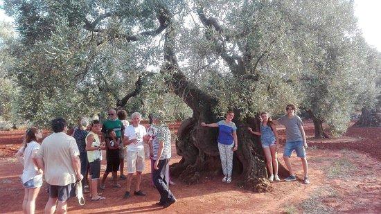 Azienda Agricola Gli Angeli