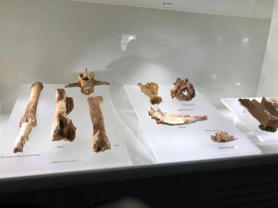il Museo Civico di Altamura